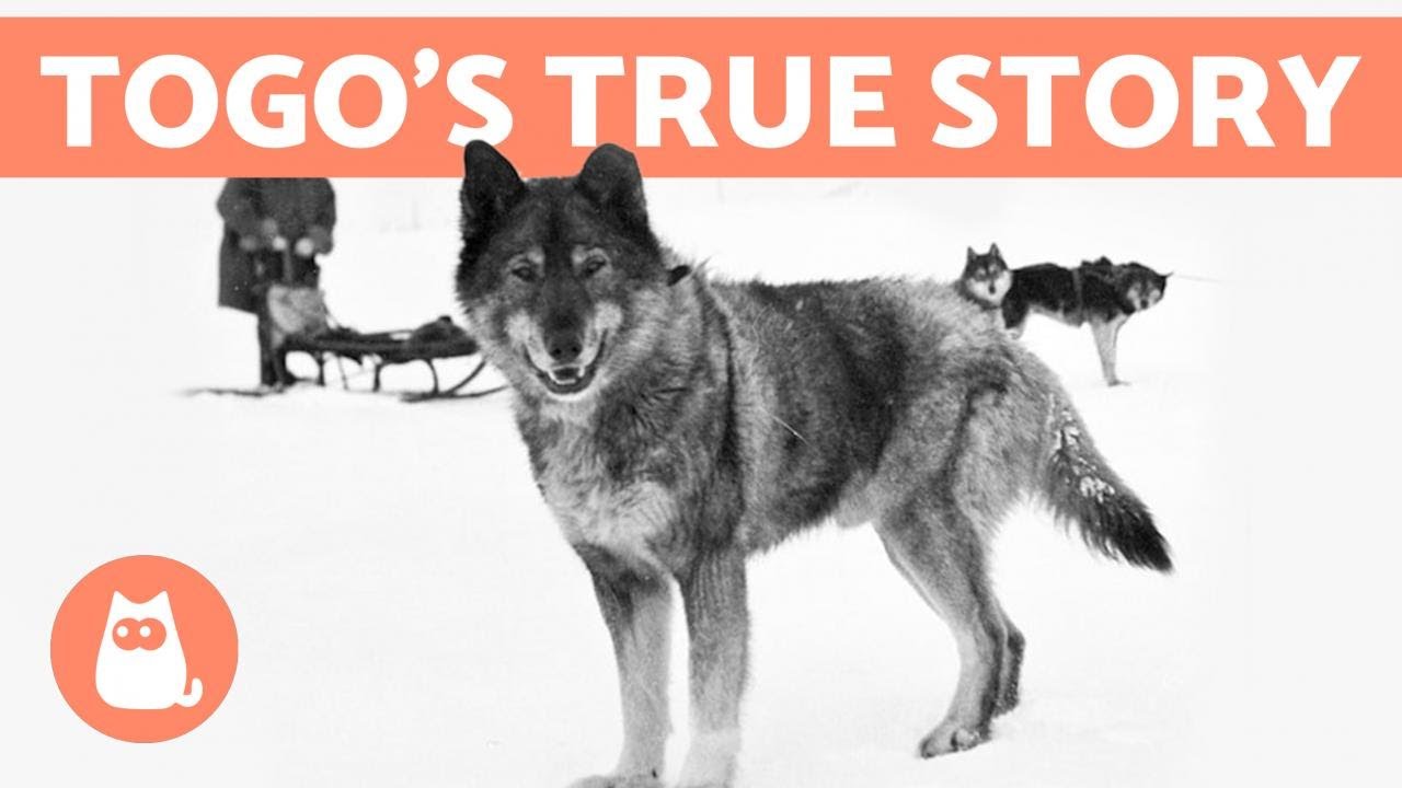 The REAL STORY of BALTO and TOGO 🐺❄️ Discover the Truth!